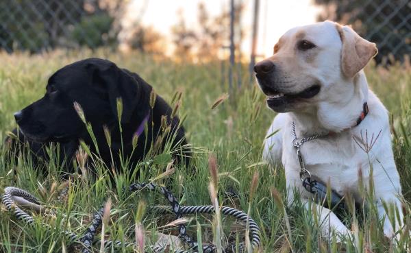 /Images/uploads/International Guiding Eyes Inc/gdapawsitivitycalendar/entries/20061thumb.jpg